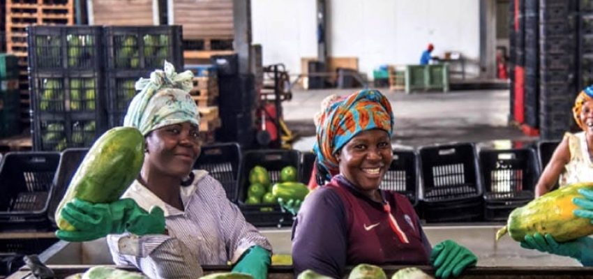 Agro-processamento