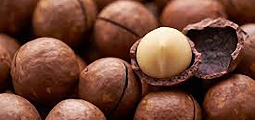 Macadamia