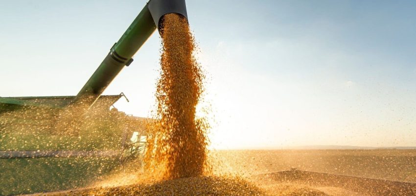 agro_soja