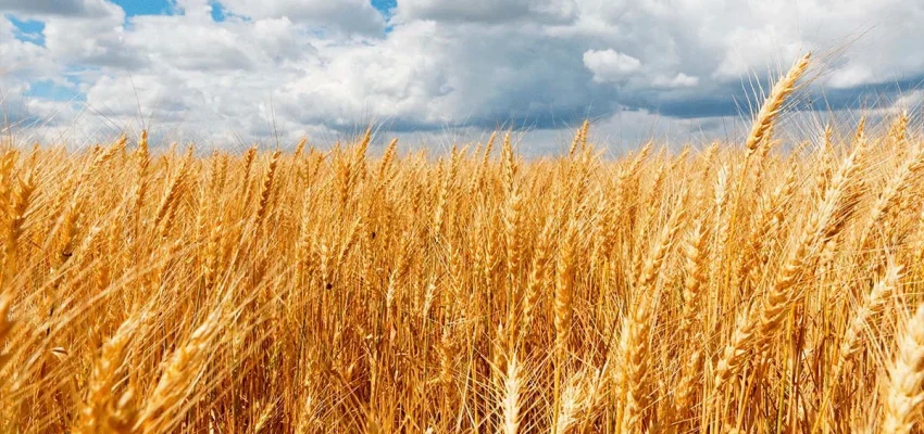 Moçambique transforma dependência de importação de arroz e trigo em oportunidade para investimento indiano
