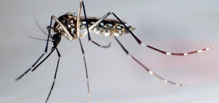 mosquito geneticamente modificado