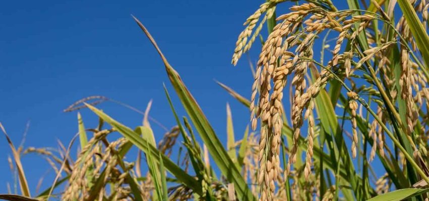 plantacao-de-arroz